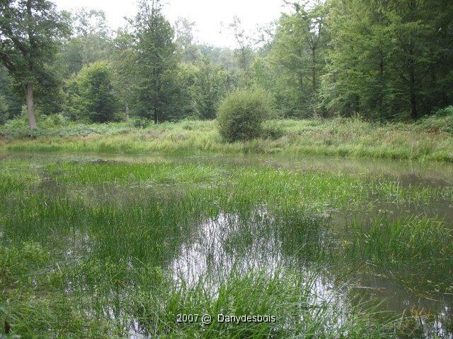 2007 08 Mare aux canes 10